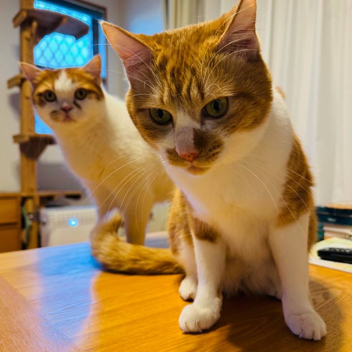 8bf7f6d4 8074 4392 b43b 82054b6e60a4 1772626079447