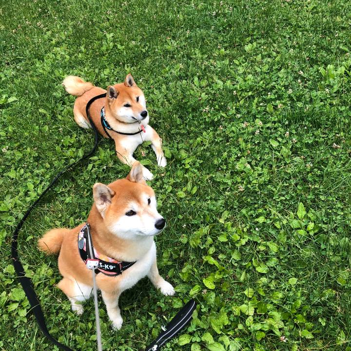 8bf9c773 85d5 45ba 8ad3 7d0c0729b2c8 1529896117205