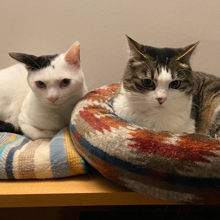 8bff59e5 f70e 4c62 8d73 9b76e8bf43ed 1744407224211