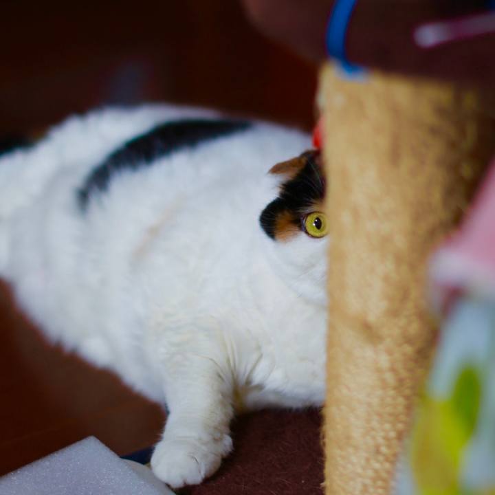 8c008a69 59fe 4c4c 84f7 ade9064a7cb0 1576454050702