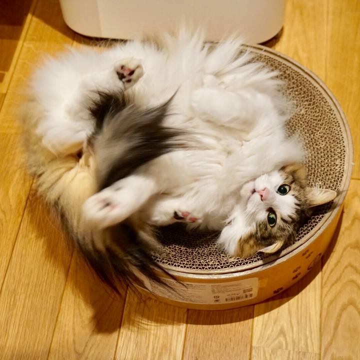 8c011107 2503 41be b2c4 e3ea197e7821 1551704861582