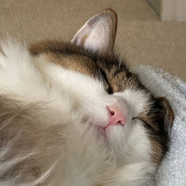 8c02ee5c 420c 4ae4 9c55 8127049a82fa 1597233406196