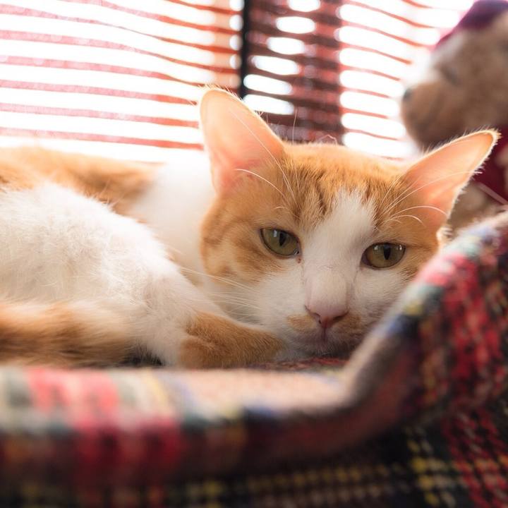 8c047f82 41ed 44ba 90d4 98c2fe730d92 1541290471236