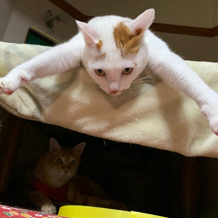 8c08ba6a a4b5 4a90 8617 b14576874193 1582206898749