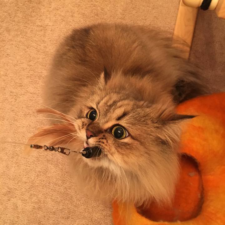 8c0bac3d d3fb 4123 9e5a 8e53889f086e 1509269840343