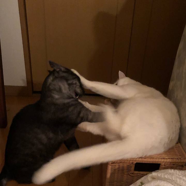 8c0cdb98 7e3e 4739 81fd fda6274193f2 1597056202005