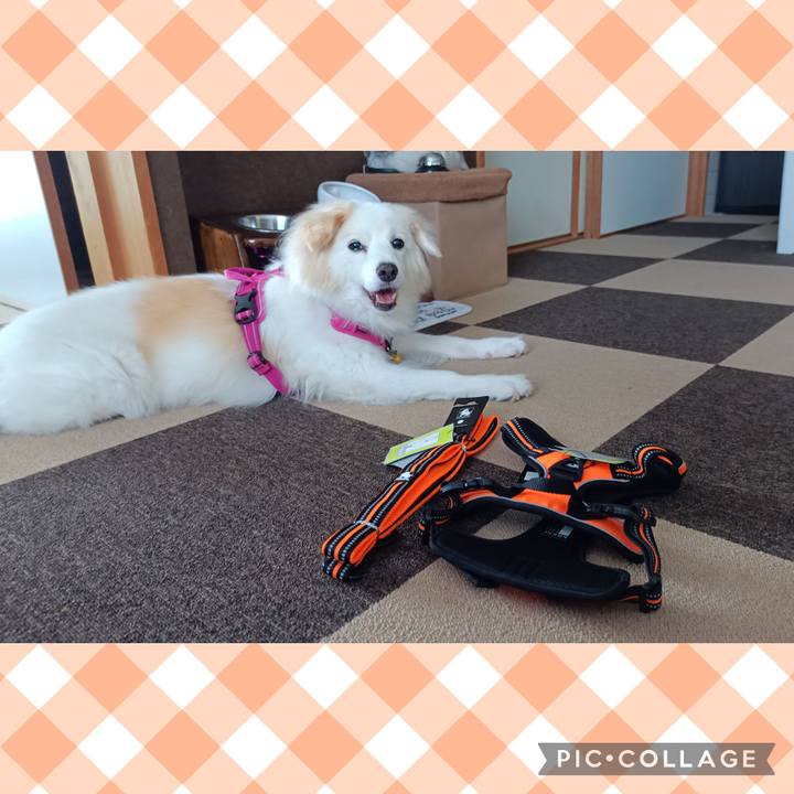 8c0e1fc1 a5c1 4fde 9a09 1886f7840601 1725585855003