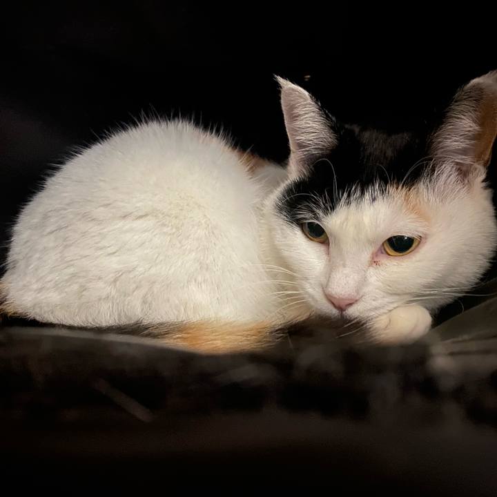 8c0f34a6 09d1 41da 863d 29a9f2f1a36a 1647701021403