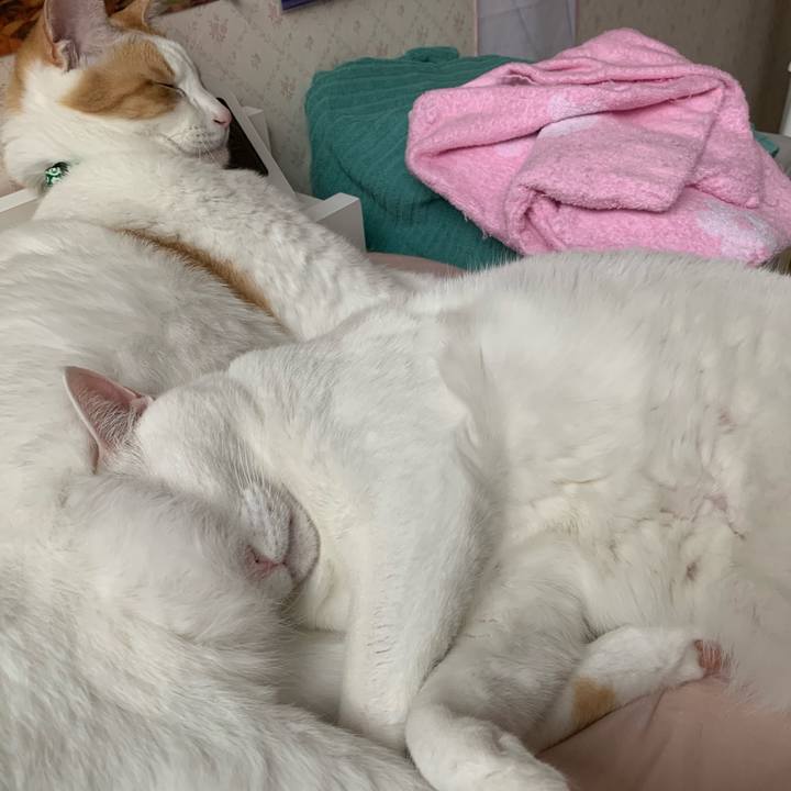 8c0f5256 a1e9 475e b653 5ae31590ce40 1589707127088