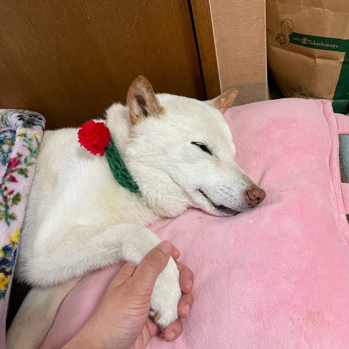 8c12ab0d 1d86 4f0d ad7d bf07e2dd8019 1639492126228