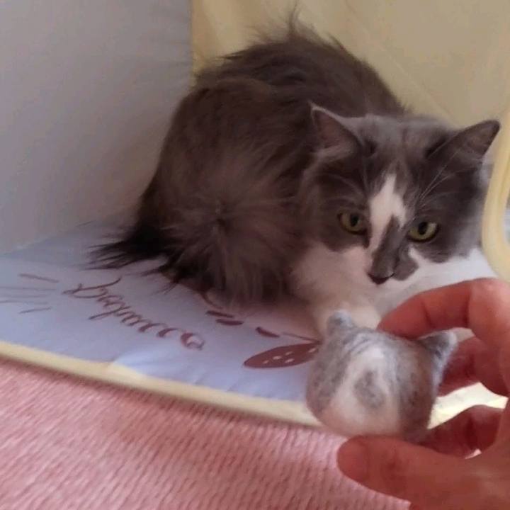 8c135b49 e5dc 455e b82c e2c33b644596 1667097384963