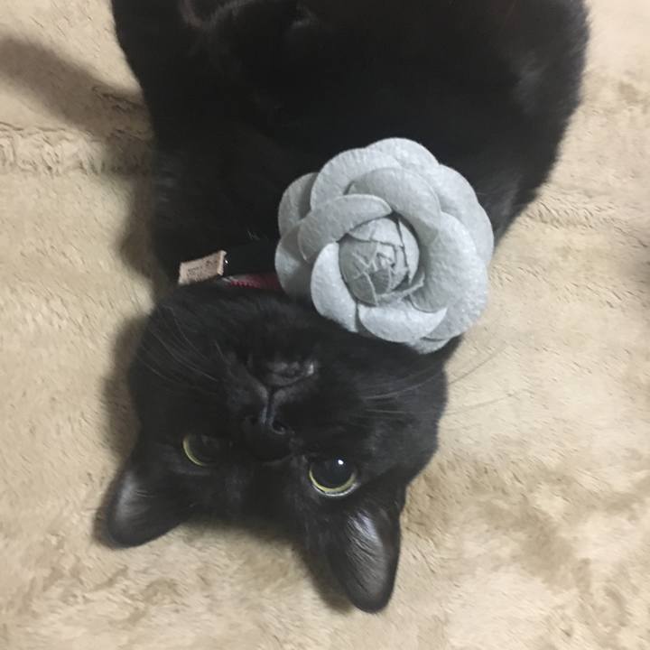 8c147256 037e 483d 8cf9 206b7bc7ad0c 1510352936621