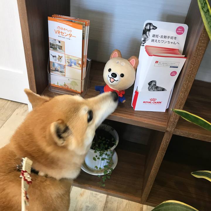 8c15aa13 1446 4ed6 9870 4d69ffc802fb 1524968586316