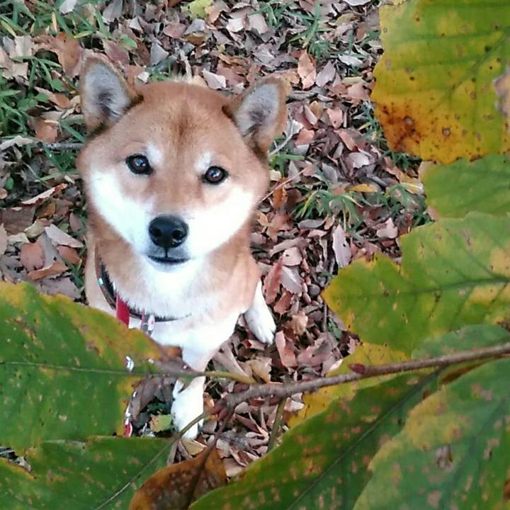 8c17489c 1224 4caa 8908 72e8127783a8 1575796590839