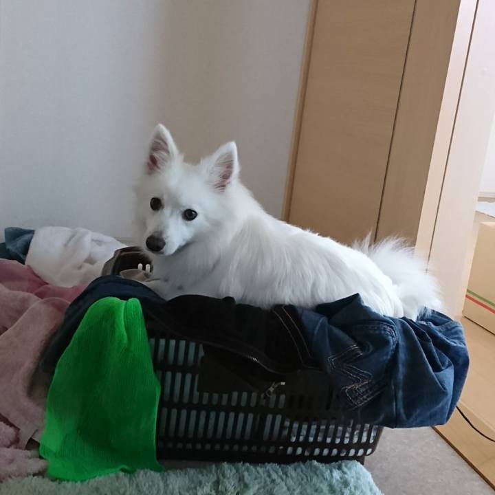 8c179dcc d9a5 401b 91b5 89ff0c59db09 1521706375596