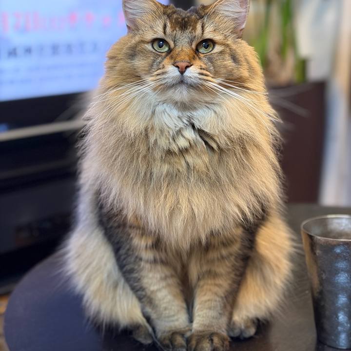 8c19f7fe f20c 43e9 98ff fffa2f4873e2 1767997716846