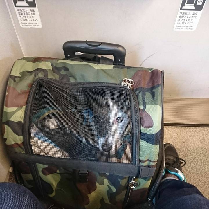 8c1ac0c5 3dd2 458e a8de ce1c976b95bf 1517116657173