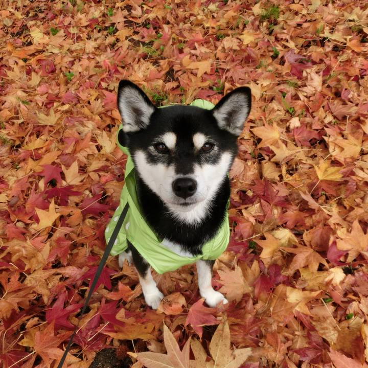 8c2107ea a7be 4d09 b442 5af9c12aa32a 1509759707236