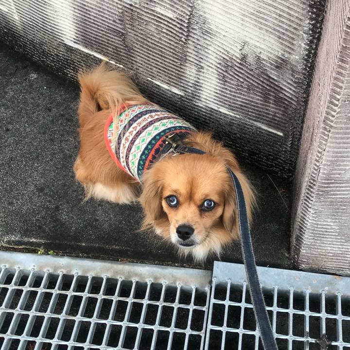 8c215e54 bebd 420c 9c58 5e48fedd0b54 1543444846828