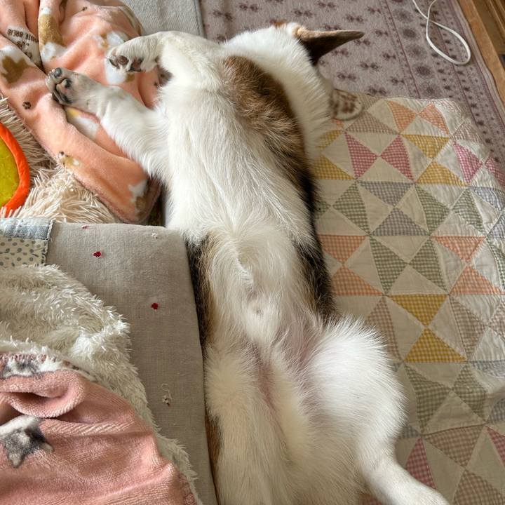 8c2e722d e4c7 4060 8599 5e498cbd44e4 1764734563990