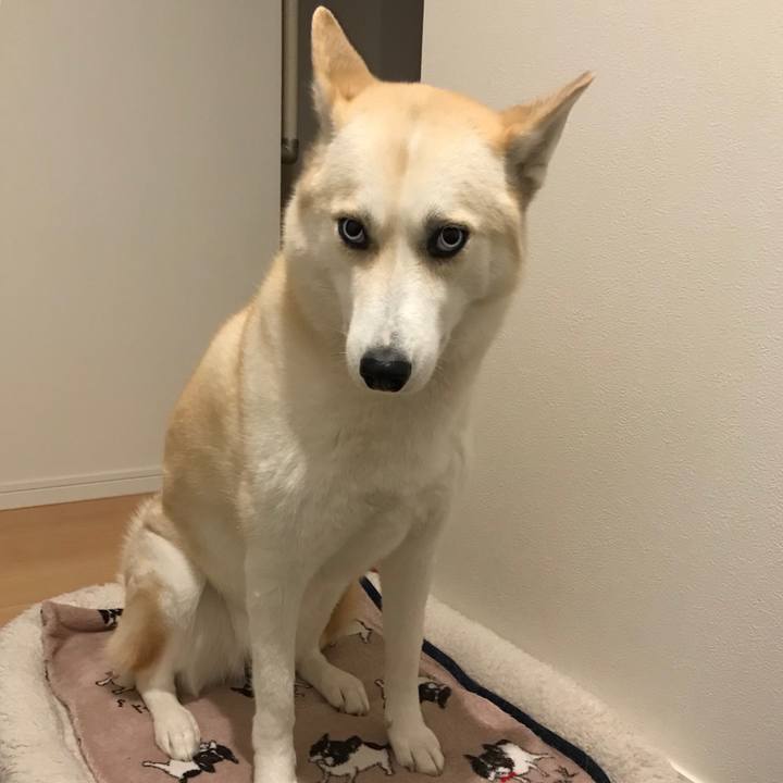 8c34ff2c a5d1 4bf7 b910 c9e18eda21d5 1514453020646