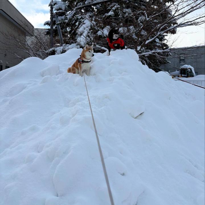 8c3a2c8f 4489 4e14 aa8c d1d89ebca344 1738286497766