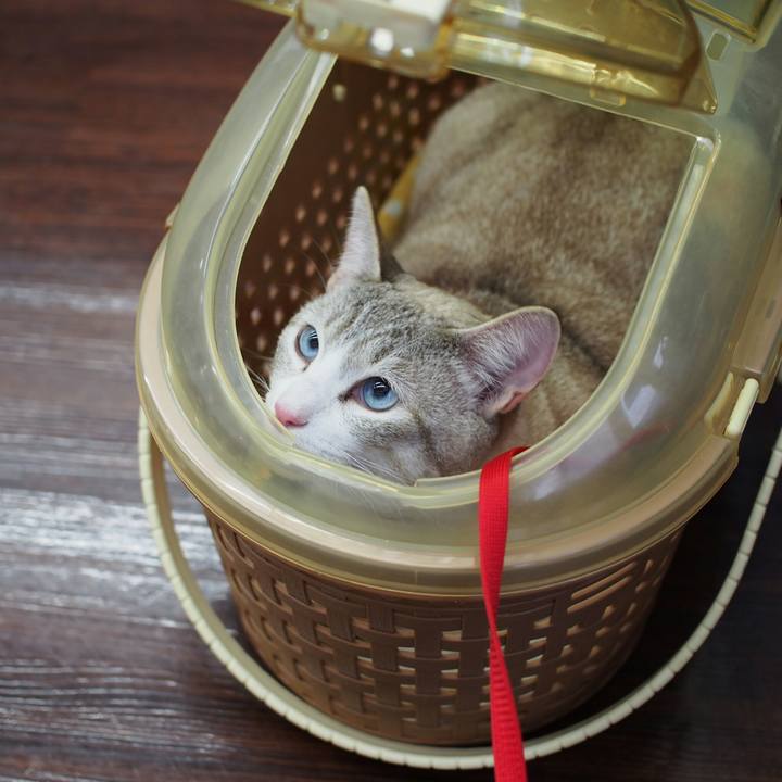 8c3e8280 c0f4 490e a43e 16f54e4ed469 1529465561491