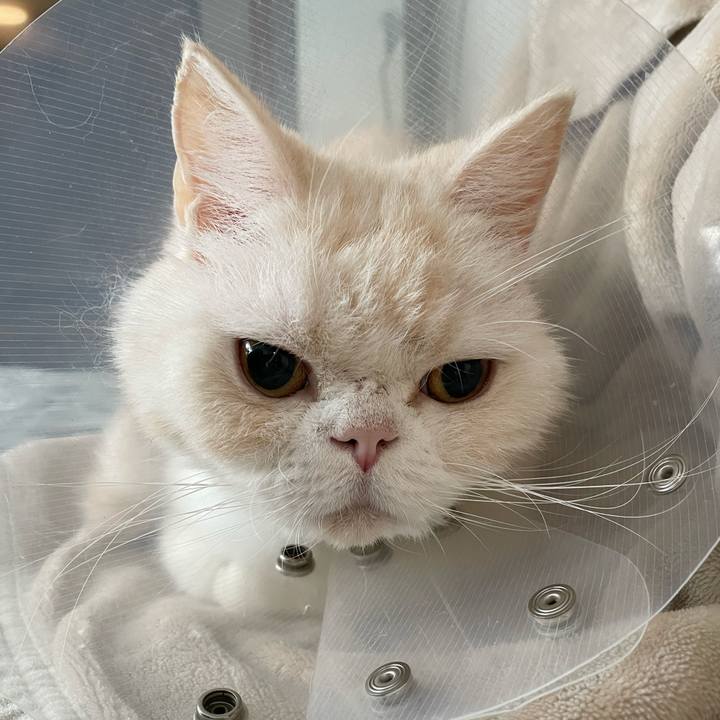 8c3fc4d2 8aaa 45d9 a2a4 c09c80f77015 1764642897293