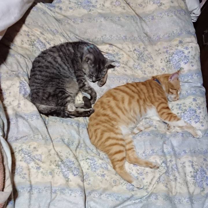 8c423869 5130 4158 a0fa a2f135b53f8c 1562764176709