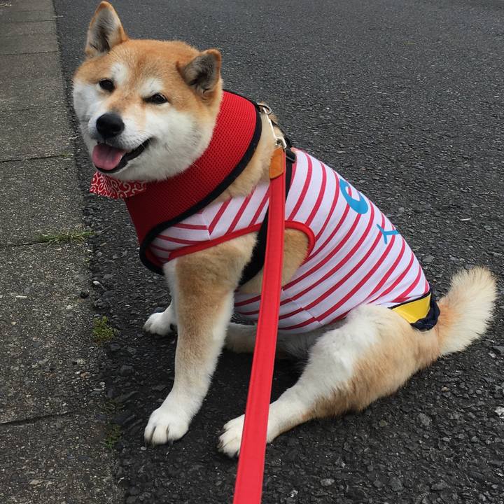 8c4328fd ab05 48fe b695 4e4a71e45a48 1585286552815