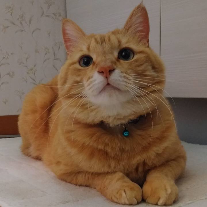 8c4935c7 d8ac 474c a5eb a5f7e39c1d73 1586213141076