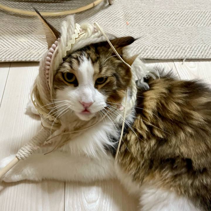 8c49f1aa f910 4272 9a4d aea4a4fc1dd4 1669145530365