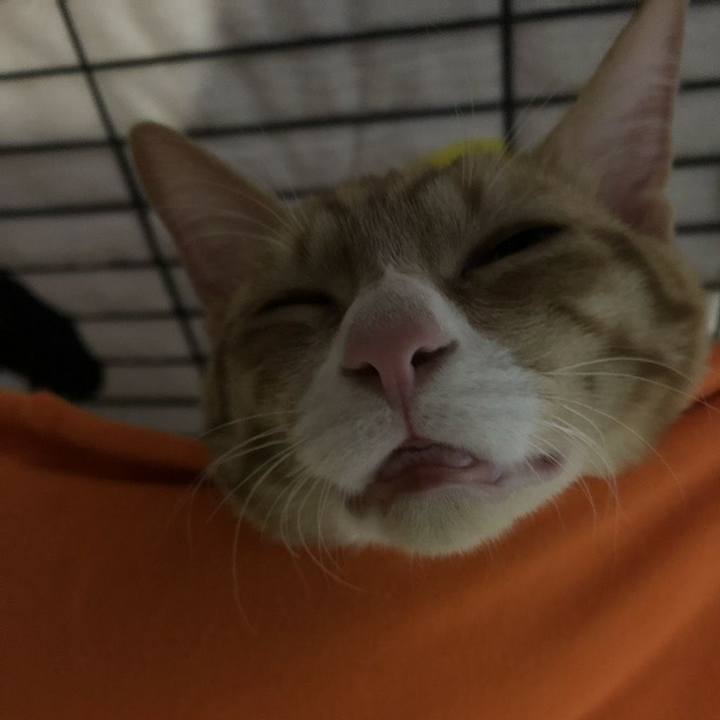 8c4c2109 1b40 4ced b9c3 9f01aa1a31d3 1545391849247