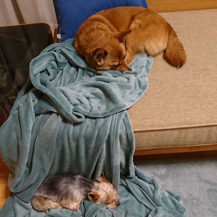 8c4f3978 f9f4 409e 8729 421a2de7f071 1554546773414