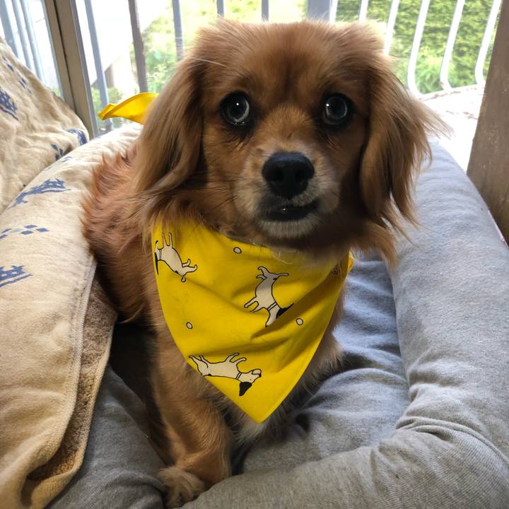 8c505a80 0f99 4c49 9dc9 384964a1741c 1527412740290