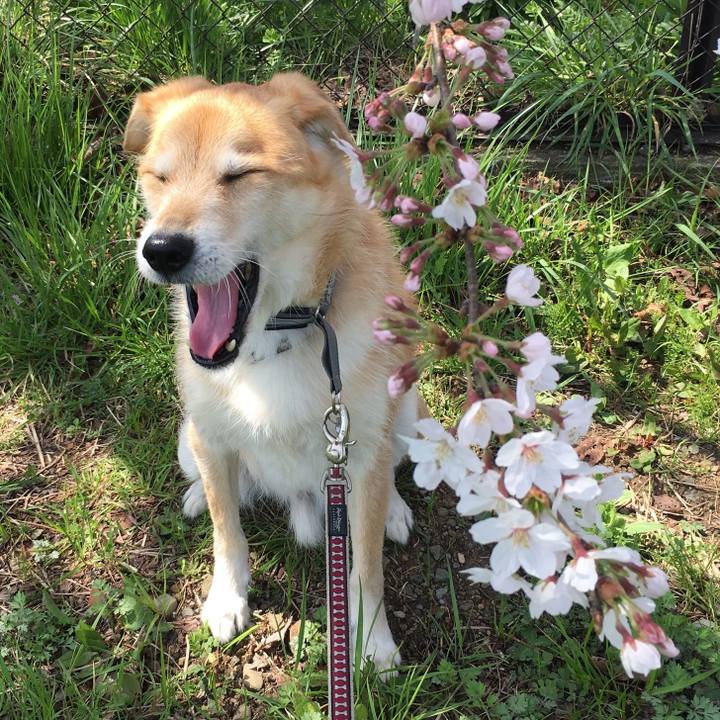 8c512de0 c20f 41f8 bf71 60d3e7357510 1522383521064