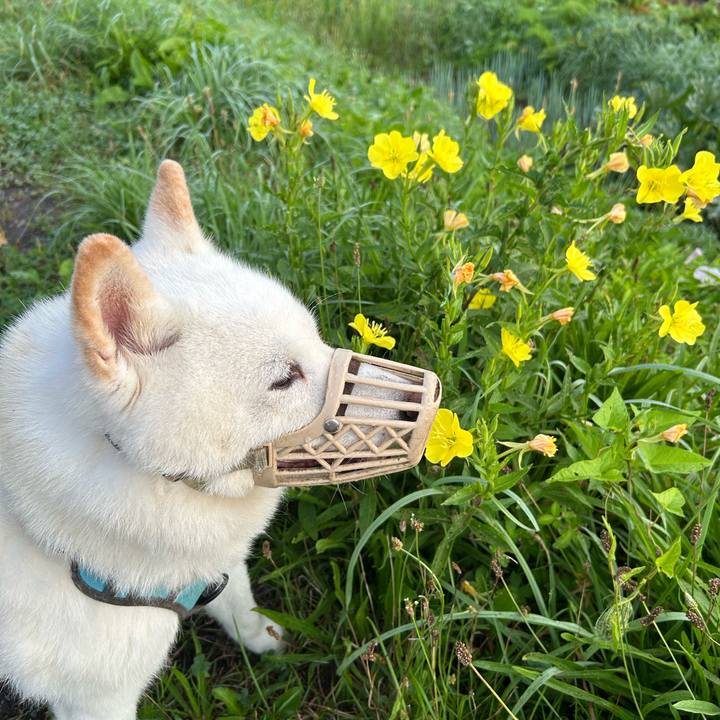 8c51e919 0409 481b a6c0 3f8d04740127 1754859140856