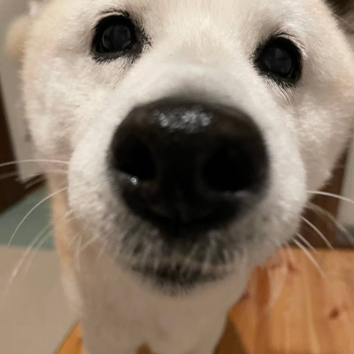 8c528e2a 5edc 45b7 966f 6019bd3bf14c 1681733905613