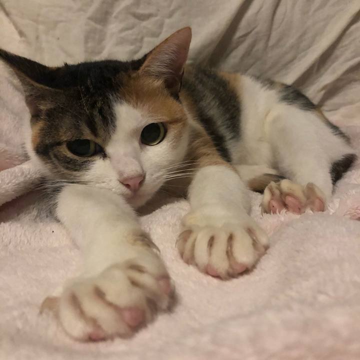 8c5bda59 6904 4d01 96c2 f3343cee20b5 1603818223048