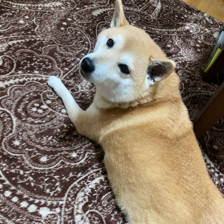 8c5e41f7 c437 420e a2c6 44c34c556431 1615627543904