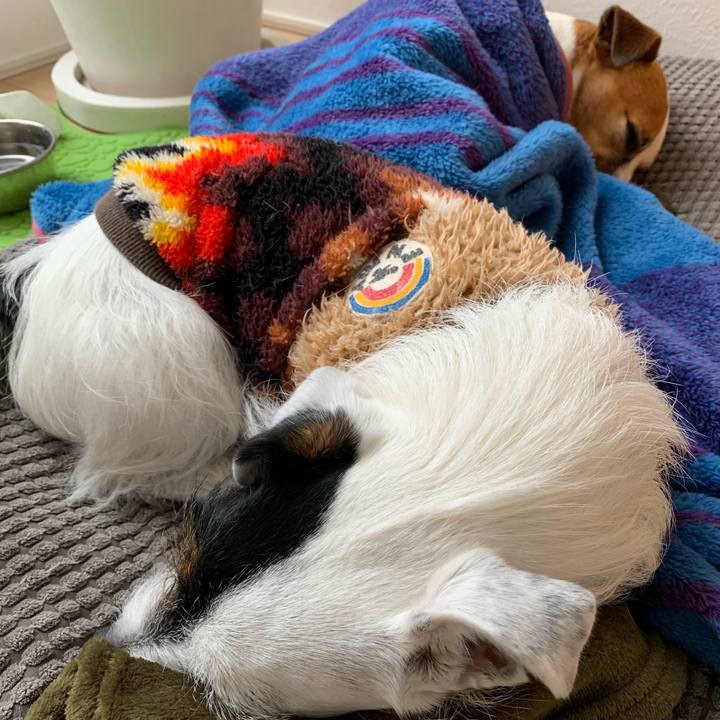 8c60bbe6 e896 4a7f ab84 d77e6e4bea42 1549414645586