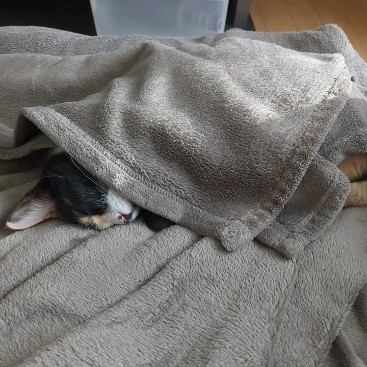 8c619a9f 36ca 4f13 a514 10c2ee0ee2be 1689046252707