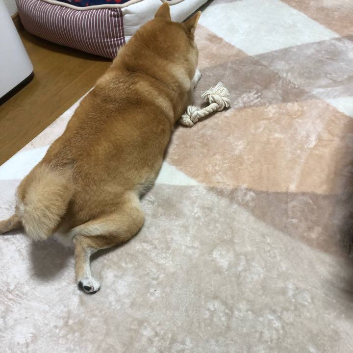 8c61c372 5f87 48df 87dd 0d9372dad0a3 1549630840329