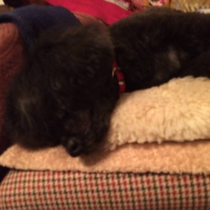 8c6219a5 730d 42c1 9625 7ccedef75493 1512722714581