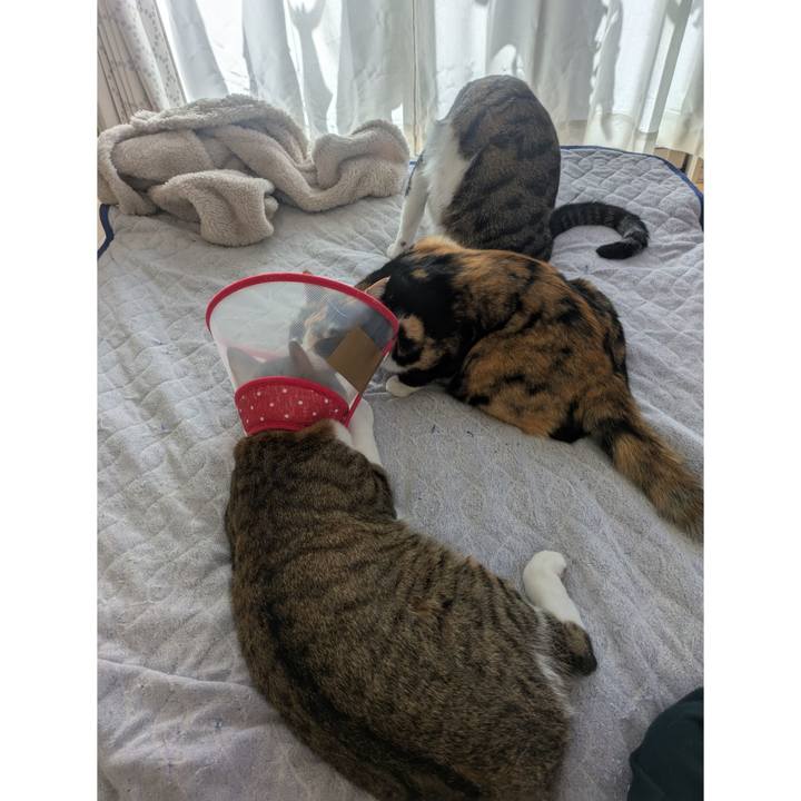 8c631e3f 8252 4f9b 9abc 4cf474de8ba0 1760500103897