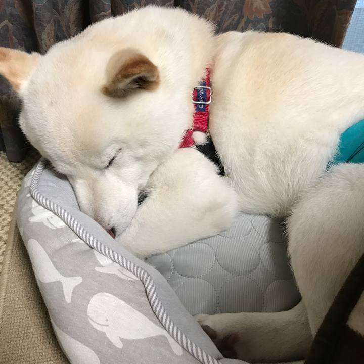 8c642d88 3df4 4f9d 94a1 7cfb9c22c1b4 1526631292815