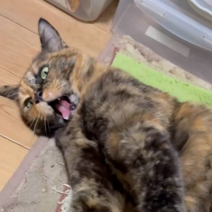 8c69d28e 5e48 4f53 97d4 8fcb0ffd4e00 1762601095644