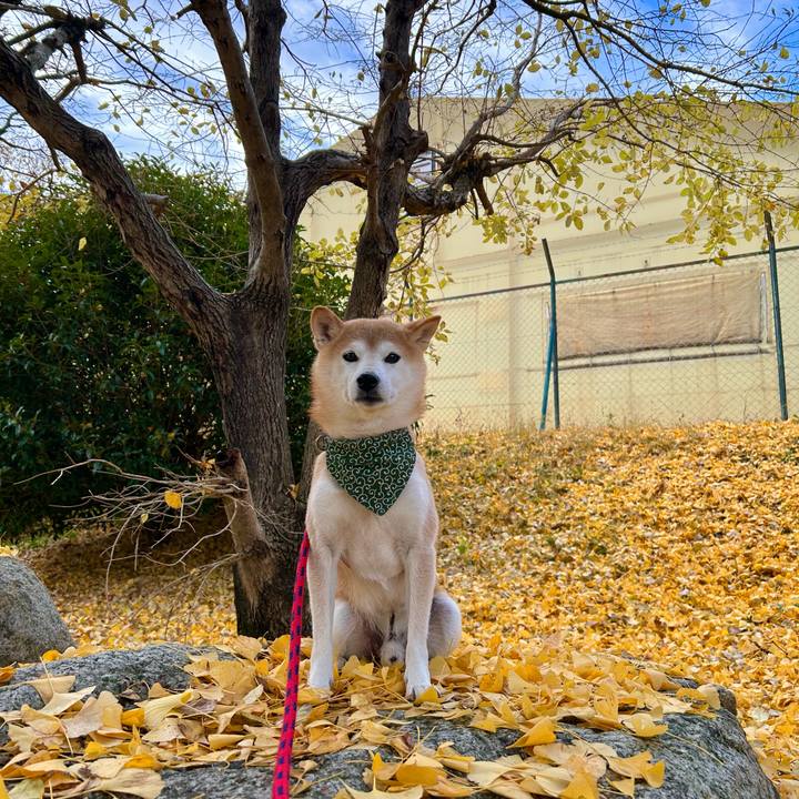 8c69f5b2 6650 44d5 8b9a 3e7237ac639a 1699691094285