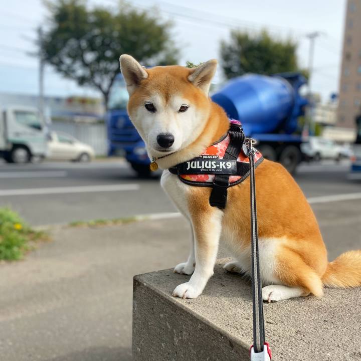 8c6b72f4 b2d3 4281 8c11 c990bbbc8b6e 1631843521540