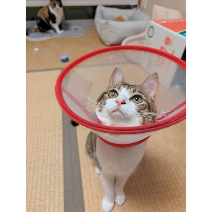 8c6b805b 39ff 4b8e b430 38b703ca1fb9 1756361183957